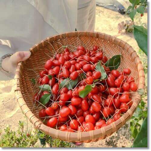 보리수 효능 및 영양성분과 먹는 법 주의점