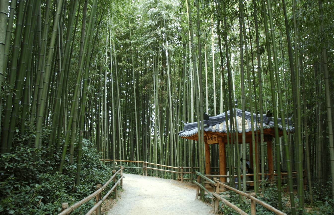 죽녹원과 메타세쿼이아길