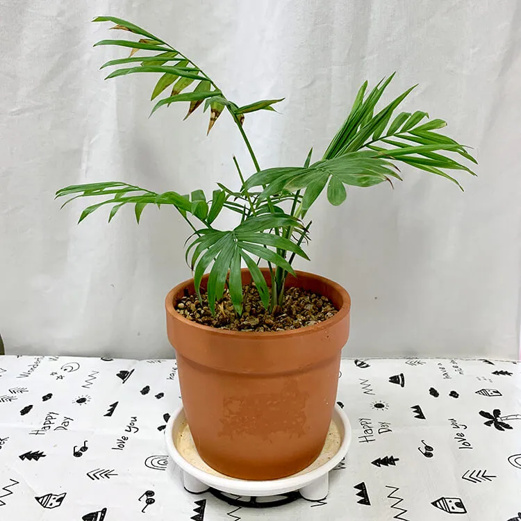 테이블야자 키우기 물주기 실내위치 통풍관리 사무실과 집 모두 적용_8