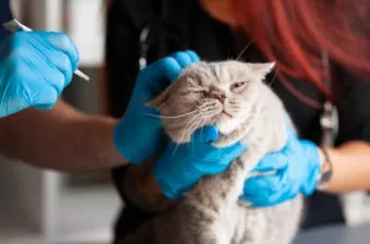 노령 고양이 필수 관리법 4가지 건강 지키기_28