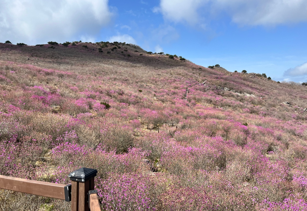 비슬산 참꽃문화제 홈페이지 참조