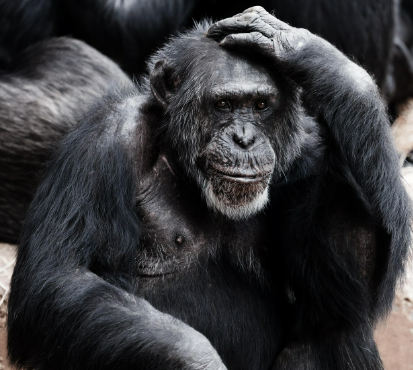 2025년 6월 원숭이띠 생년별 운세