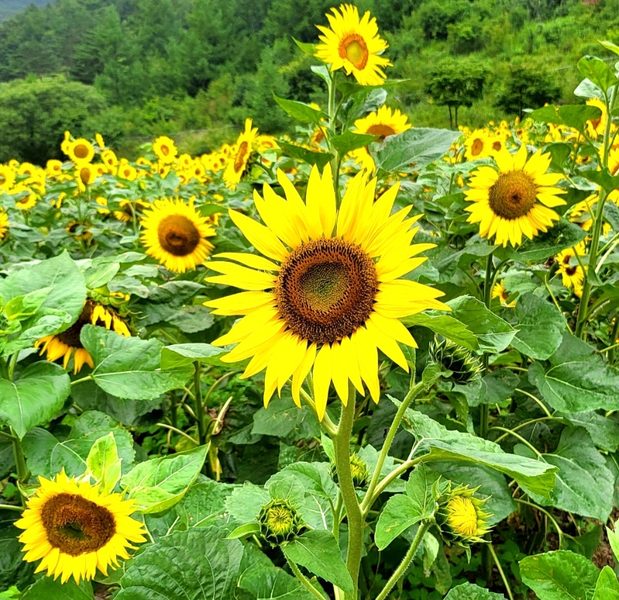 해바라기 명소