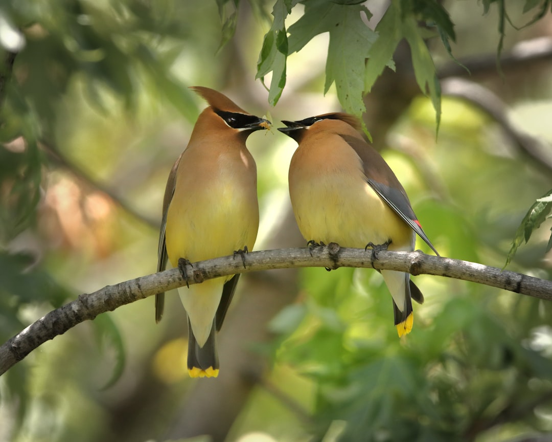 Sharing