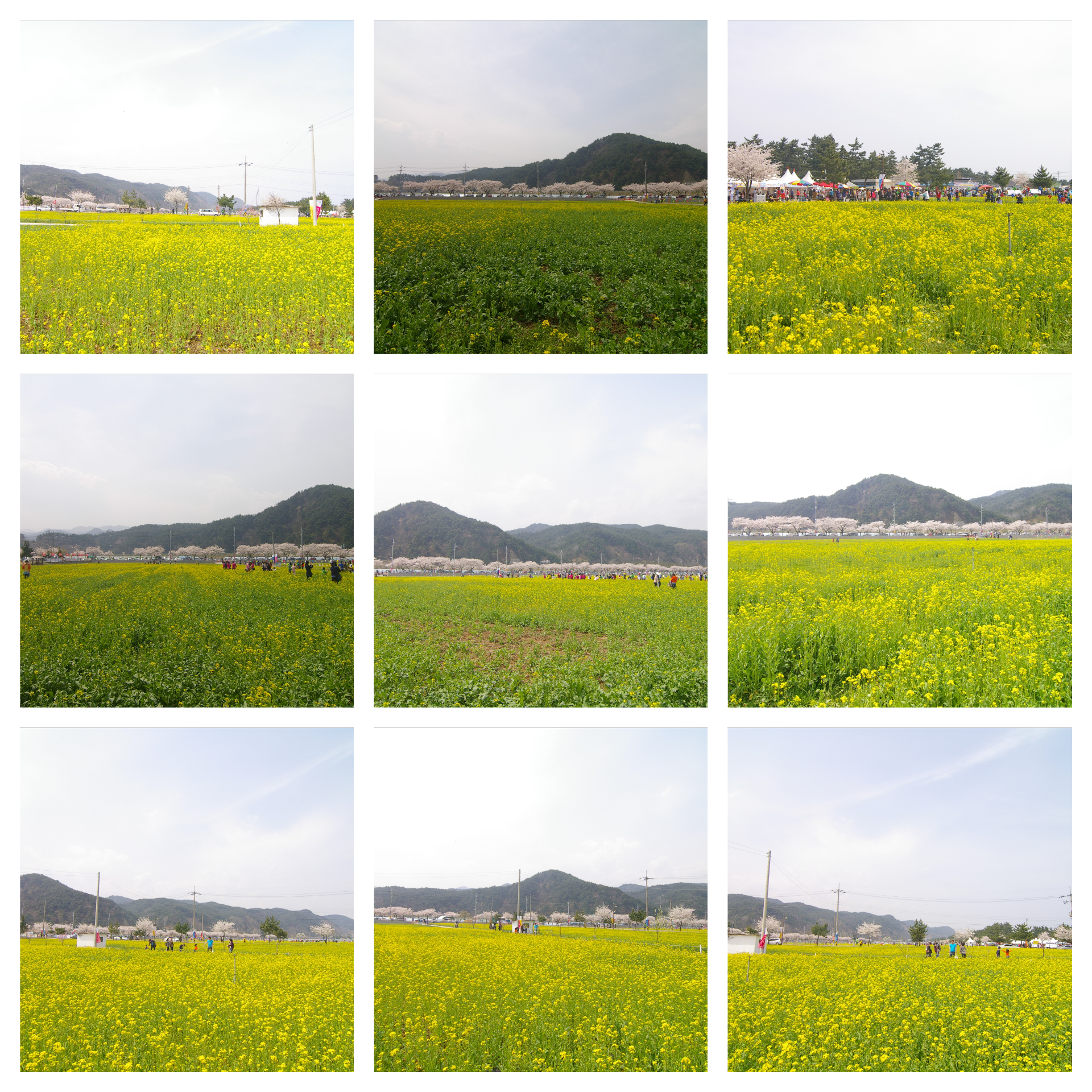 봄 삼척 맹방