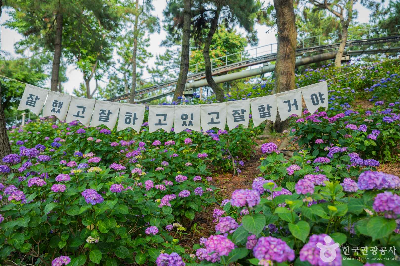 장생포 수국 페스티벌