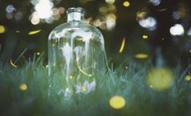 화담숲 반딧불이