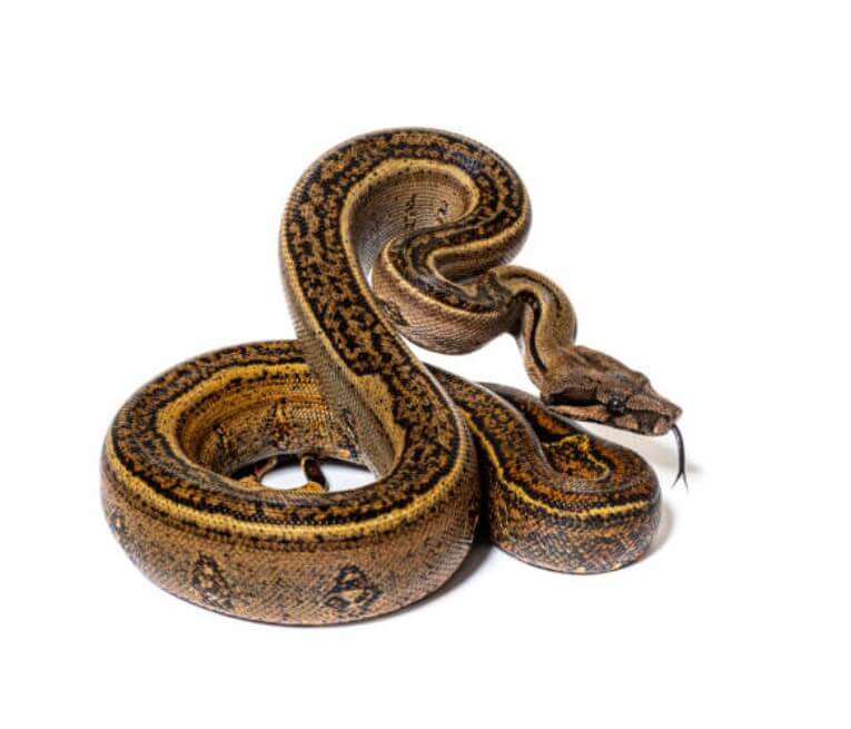 2023년뱀띠재물운
뱀띠재물운