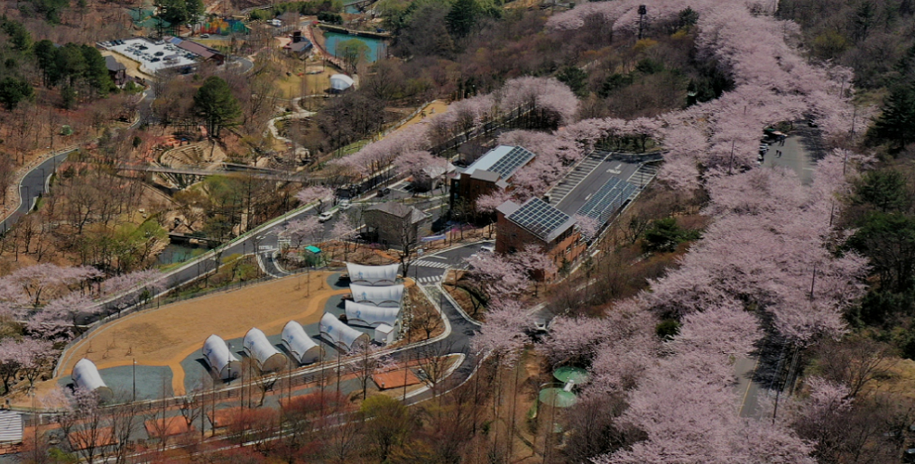 월아산수국축제