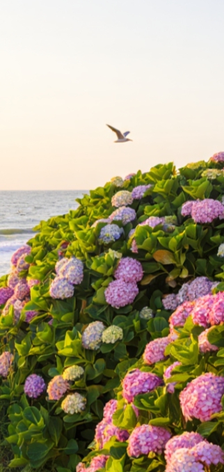 전남 6월 꽃 구경 가볼만한 곳, 축제·여행 갈만한 곳 추천