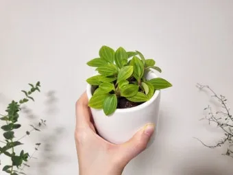 아몬드 재배 개화기 저온 대책 수분수 관리_9