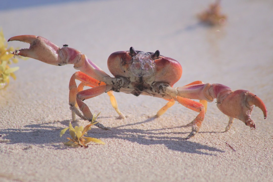 Crab