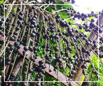 아사이베리란 무엇인가