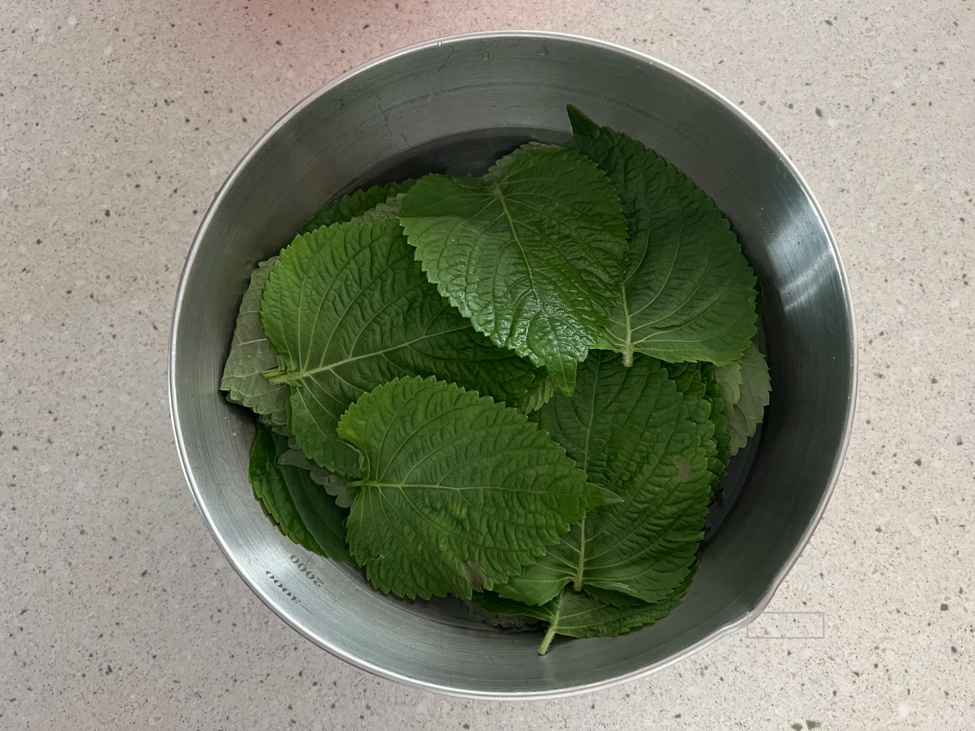 깻잎 물에 담그기