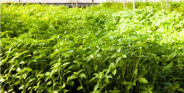 경기도 파주 허브농원에서 찍은 사진