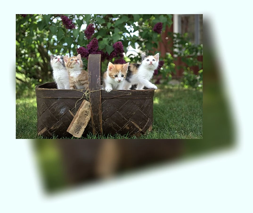 고양이 면역력 강화_2_subsection