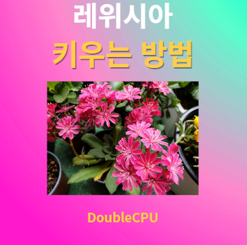 레위시아 키우기