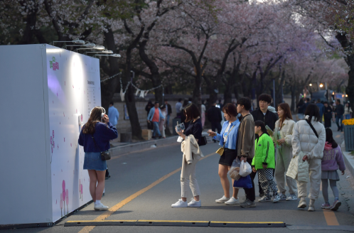 경주 대릉원돌담길 벚꽃축제