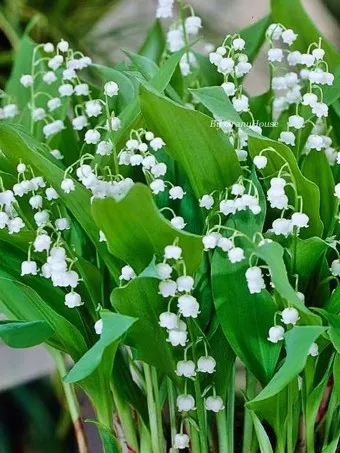 은방울꽃 꽃말 봄 꽃 꽃말 모음_11