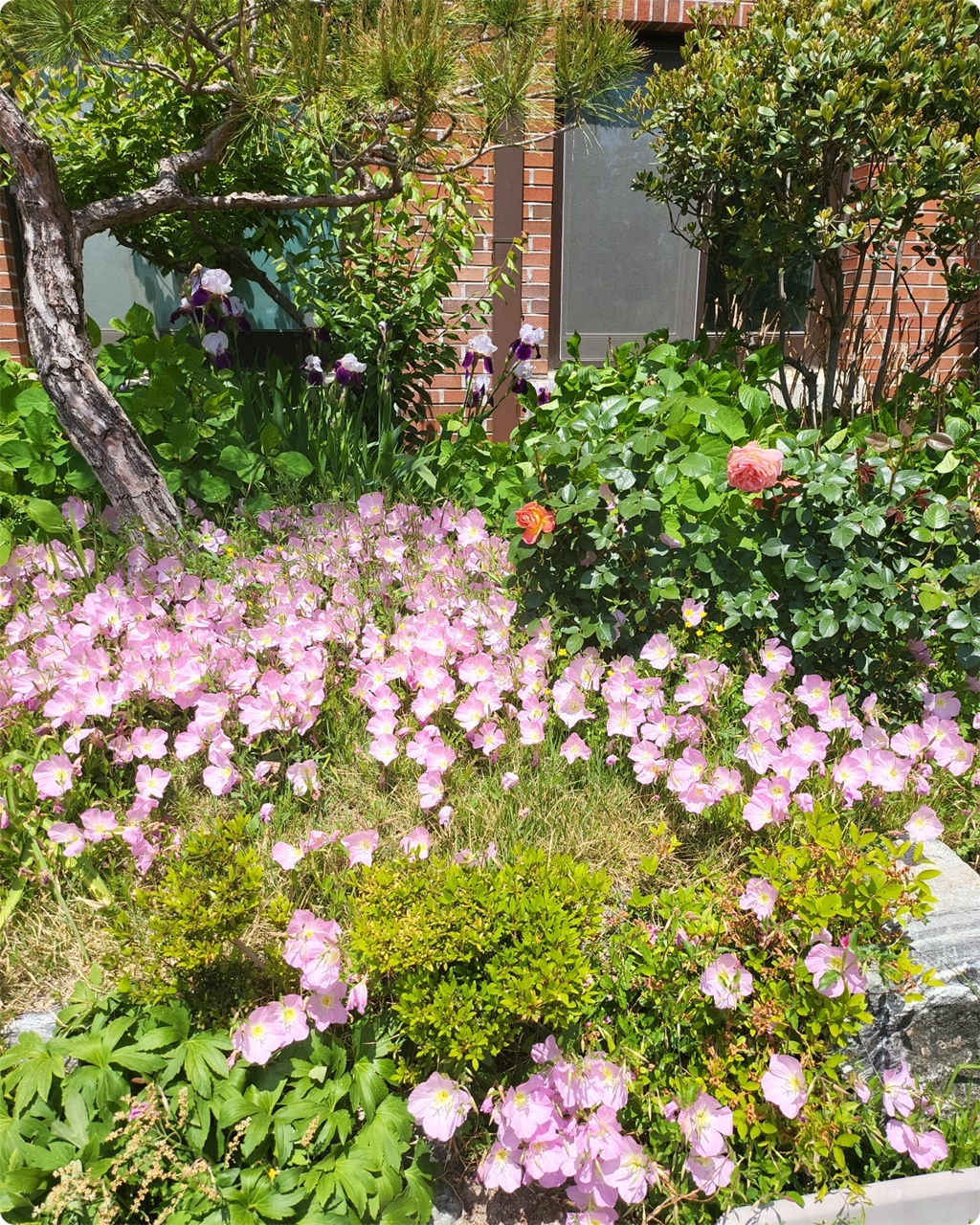 와~ 꽃 밭이다