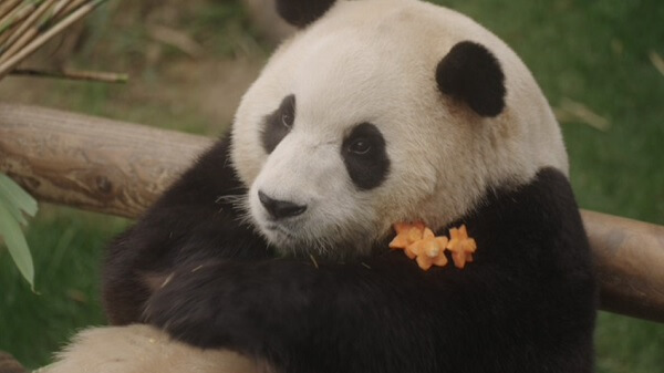 안녕할부지예매