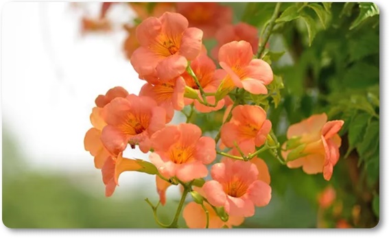 아름다운 꽃의 매력 능소화 꽃말/특성/재배법/활용법/관광 명소