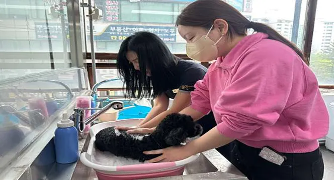 에이스애견미용학원 일산점