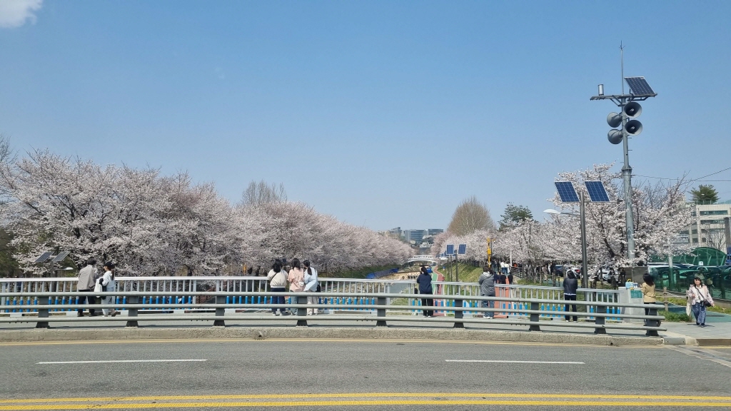 양재천벚꽃축제