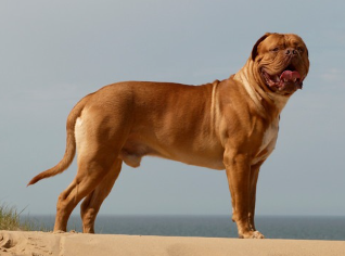 언덕에 선 보르도 마스티프.