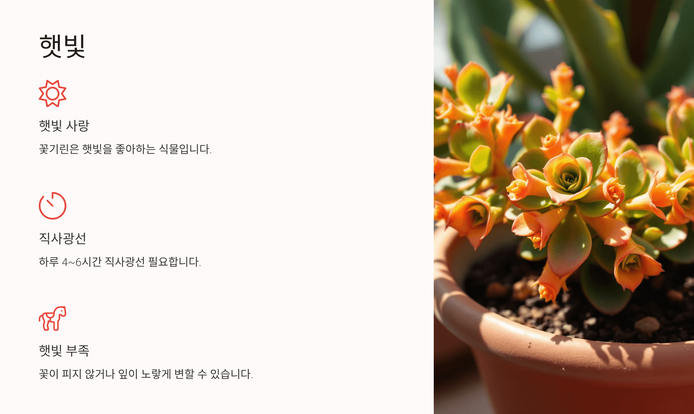 꽃기린 사진입니다.