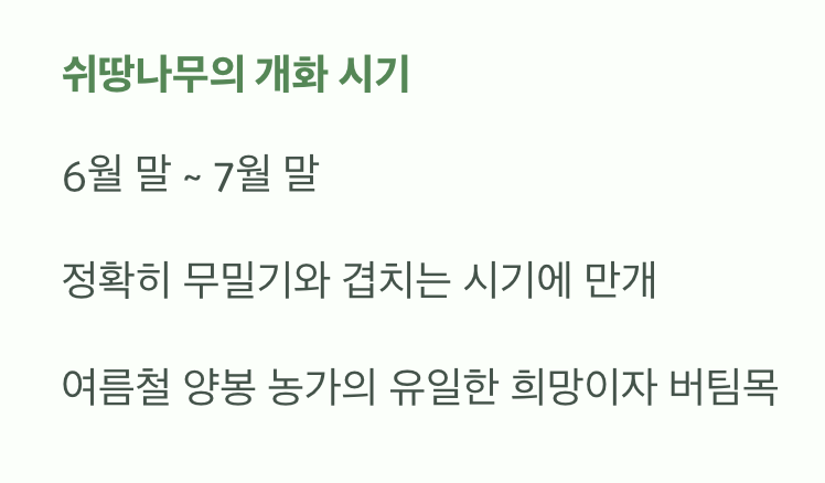 가장 필요할 때 피어나는 고마운 꽃, 쉬땅나무