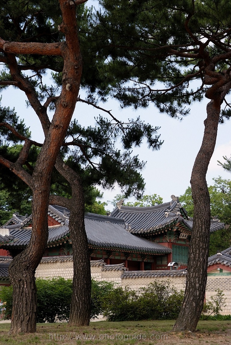 창덕궁 Changdeokgung Palace