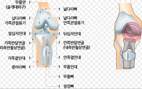 무릎 해부학적 이해