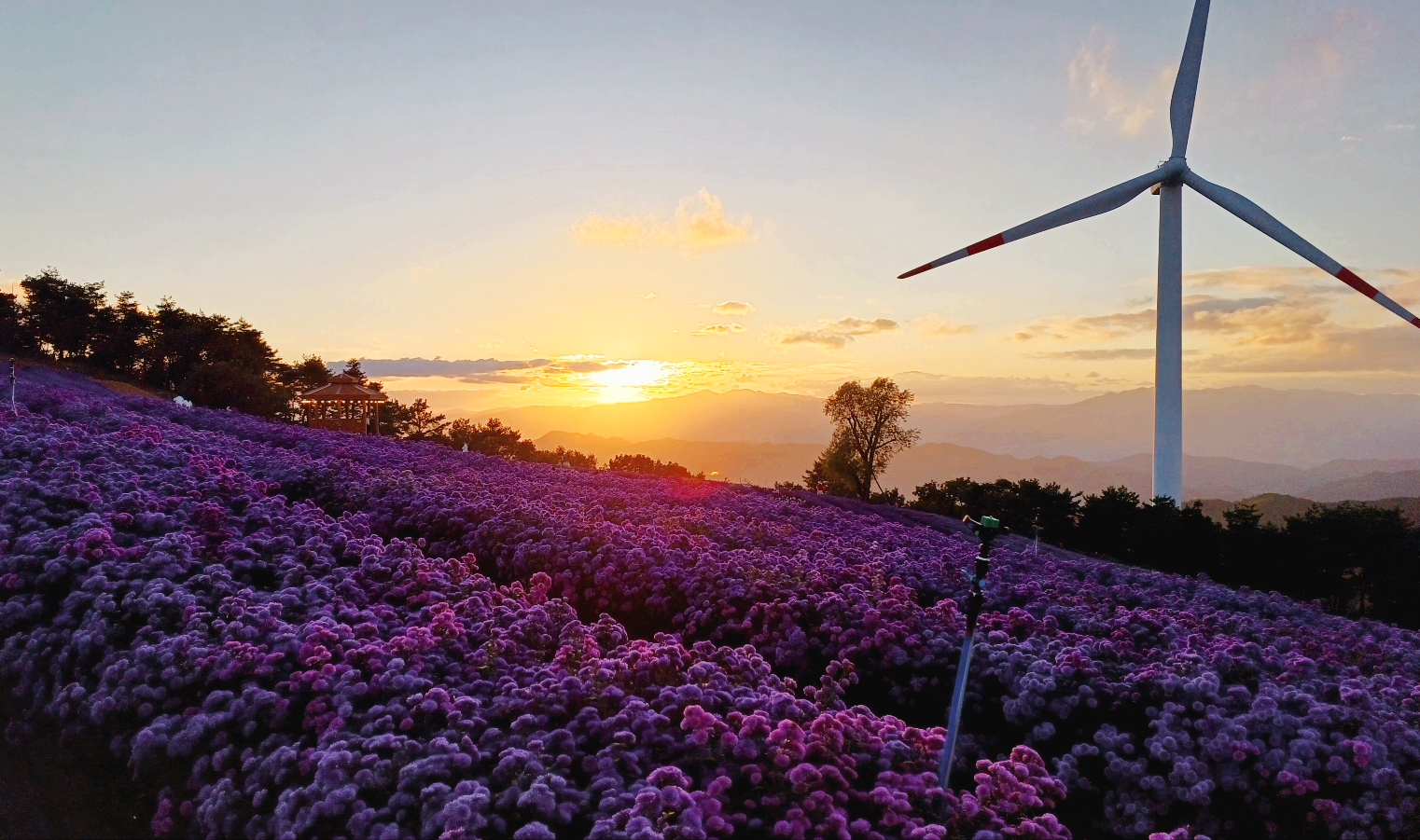 노을 풍력발전기 아스타국화