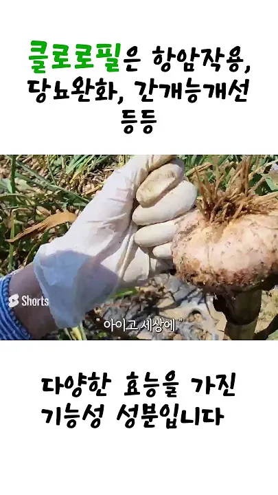 홍산마늘 효능 수확시기 재배법 주아 정리 정보_5