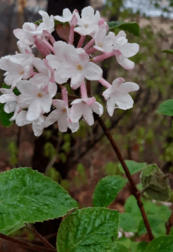 분꽃나무 꽃 꽃말 향기 열매 및 삽목 키우기 알아보기(유럽 토종)