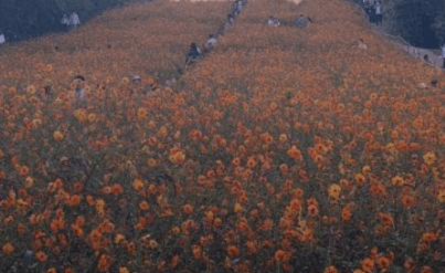 2023 가을여행 단풍기차여행