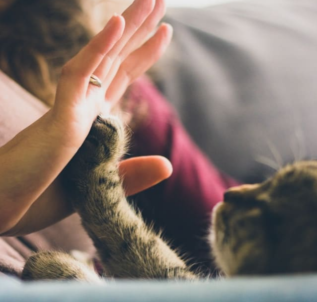 동물과 사람의 교감 사진