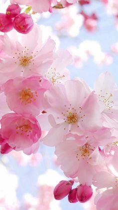 2024 벚꽃 개화시기 벚꽃 축제