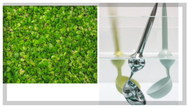 부레옥잠 주방용품