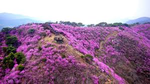 제 12회 장봉도 벚꽃축제 기본일정과 프로그램 및 특징 소개