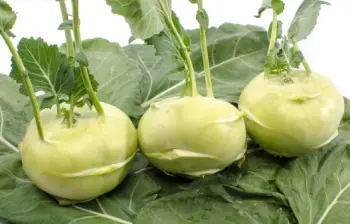 콜라비 효능과 영양성분, 주의점