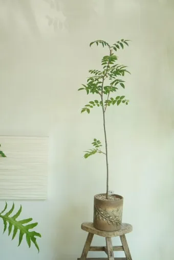 마가목 키우기, 묘목, 나무, 꽃, 화분, 물주기, 분갈이_32