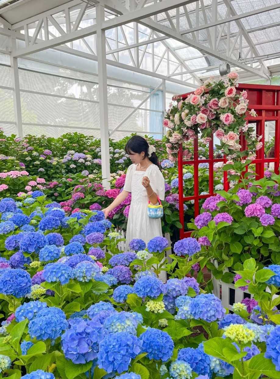 휴애리 수국축제