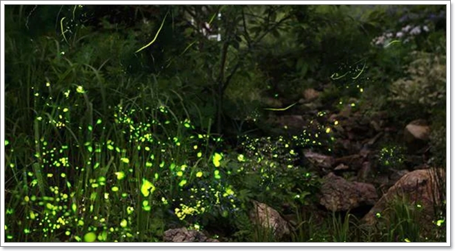 화담숲 예약, 2025년 반딧불이 축제 사전예매