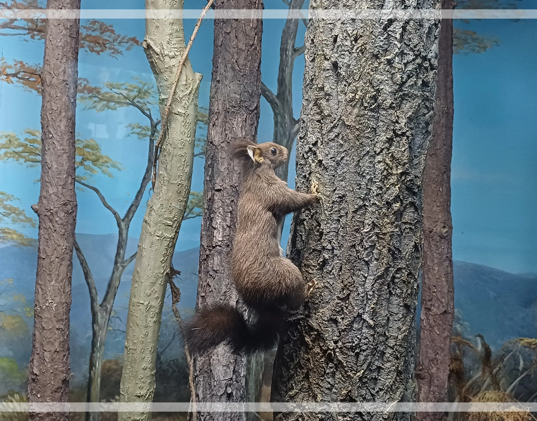 금강수목원-청설모