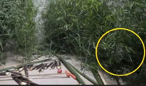 푸바오의 이상 행동