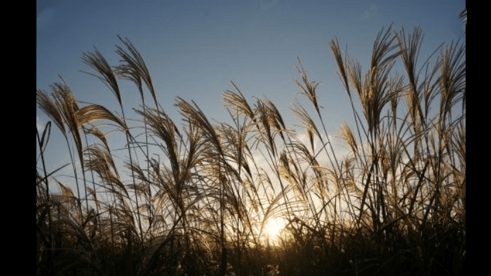 포천 명성산 억새밭 전경, 가을 햇살 아래 은빛 억새가 펼쳐진 산정호수 주변 풍경