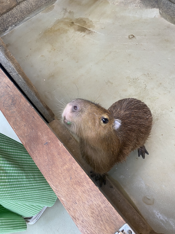 카피바라 먹이체험 2