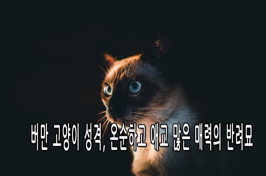 버만 고양이 성격, 온순하고 애교 많은 매력의 반려묘
